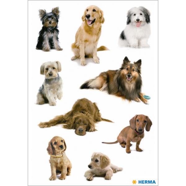 Sticker DECOR 'Hundefotos' HERMA 3432 (4008705034326)