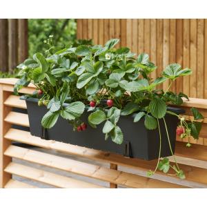 Blumenkasten-Halter, verzinkt, max. Tragkraft: 30 kg orthex 2972070 (7310542972073)
