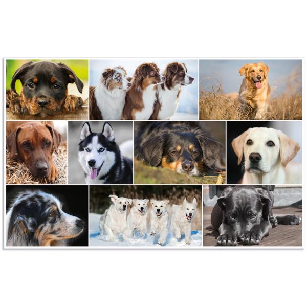 Schreibunterlage Hunde 55x35 cm HERMA 19378 (4008705193788)