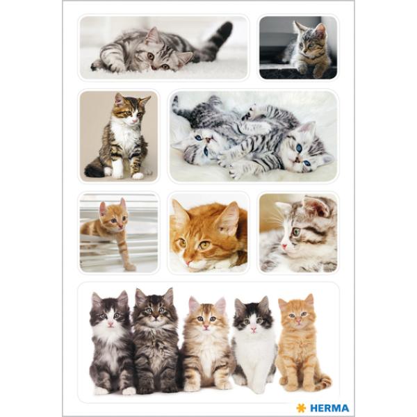 Sticker DECOR Katzenfotos HERMA 3433 (4008705034333)