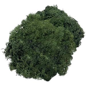Islandmoos, 50 g, tannengrün KNORR prandell 216694462 (4011643074408)